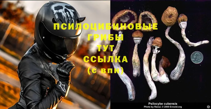 где продают наркотики  Калуга  Псилоцибиновые грибы Psilocybine cubensis 